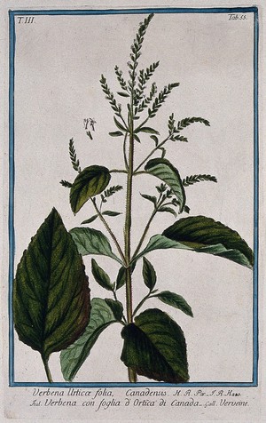 view A plant (Verbena urtica folia): flowering stem with separate leaf and floral segments. Coloured etching by M. Bouchard, 1775.