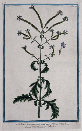 A plant (Verbena communis): flowering stem with separate floral segments. Coloured etching by M. Bouchard, 1775.