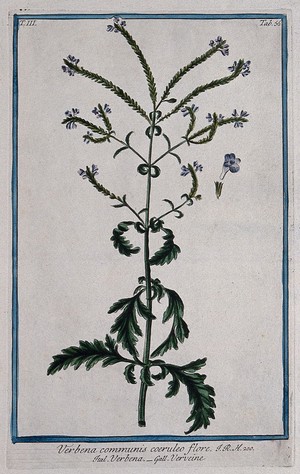 view A plant (Verbena communis): flowering stem with separate floral segments. Coloured etching by M. Bouchard, 1775.