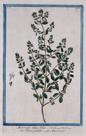 Sweet marjoram (Origanum majorana L.): flowering stem with separate floral segments. Coloured etching by M. Bouchard, 1775.