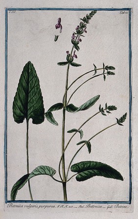 A plant (Stachys sp.) related to betony: flowering stem with separate leaf and floral segments. Coloured etching by M. Bouchard, 1775.