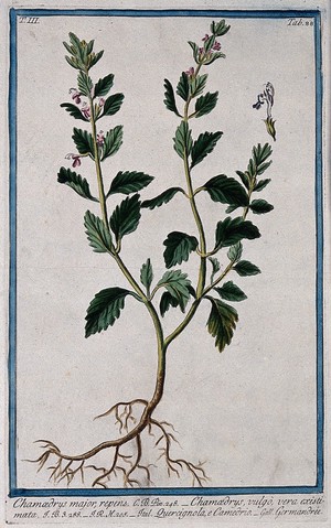 view Wall germander (Teucrium chamaedrys L.): entire flowering plant with separate flower. Coloured etching by M. Bouchard, 1775.