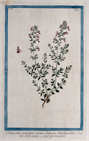 view Cat thyme (Teucrium marum L.): flowering stem with separate flower. Coloured etching by M. Bouchard, 1775.