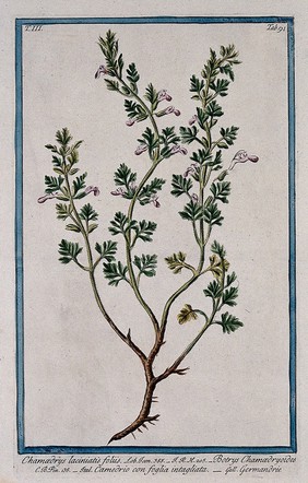 Cut-leaved germander (Teucrium botrys L.): flowering stem with part of rootstock and separate floral segments. Coloured etching by M. Bouchard, 1775.