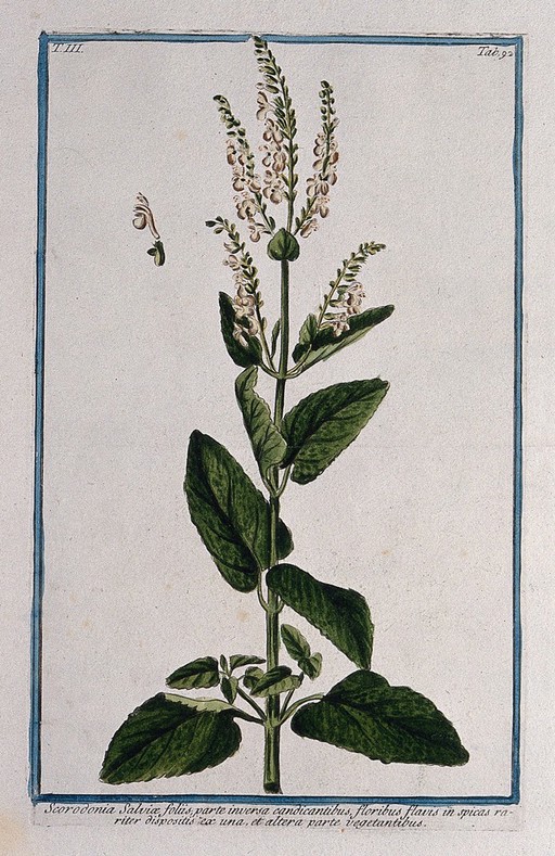 Wood germander or wood sage (Teucrium scorodonia L.): flowering stem with separate floral segments. Coloured etching by M. Bouchard, 1775.