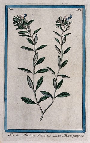 view Germander (Teucrium boeticum): flowering stem. Coloured etching by M. Bouchard, 1775.