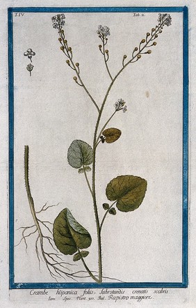 A plant (Crambe hispanica L.): flowering stem with separate root and floral segments. Coloured etching by M.Bouchard, 177-.