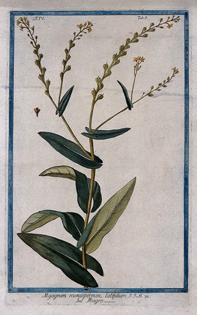 Myagrum monospermon: flowering stem with separate segment of fruit. Coloured etching by M. Bouchard, 177-.