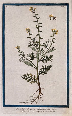 Vella annua: entire flowering and fruiting plant with separate sections of flower, fruit and seed. Coloured etching by M. Bouchard, 177-.