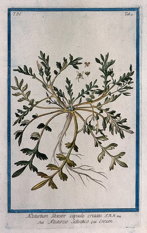 view A species of the genus Vella: entire flowering and fruiting plant with separate fruit and flower. Coloured etching by M. Bouchard, 177-.