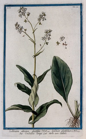 view A plant (Cochlearia glastifolia): flowering stem with separate basal leaf and sections of flower, fruit and seed. Coloured etching by M. Bouchard, 177-.