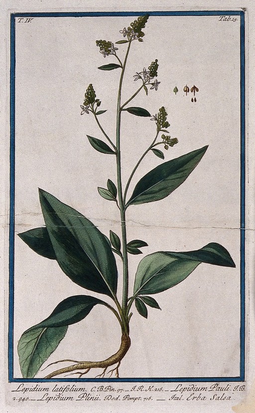 Dittander (Lepidium latifolium L.): flowering and fruiting stem with root and separate segments of flower and fruit. Coloured etching by M. Bouchard, 177-.