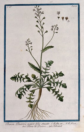 Shepherd's purse (Capsella bursa-pastoris Medikus): entire flowering and fruiting plant with separate segments of flower and fruit. Coloured etching by M. Bouchard, 177-.