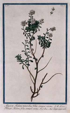 view A species of the genus Alyssum: flowering stem with separate floral segments. Coloured etching by M. Bouchard, 177-.