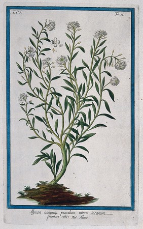 Sea or sweet alyssum (Lobularia maritima (L.) Desv.): flowering plant arising from earth mound with separate floral segments. Coloured etching by M. Bouchard, 177-.
