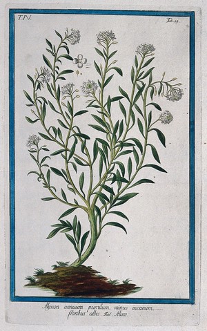 view Sea or sweet alyssum (Lobularia maritima (L.) Desv.): flowering plant arising from earth mound with separate floral segments. Coloured etching by M. Bouchard, 177-.