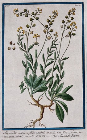 Alyssum sinuatum: entire flowering and fruiting plant with separate segments of flower and fruit. Coloured etching by M. Bouchard, 177-.