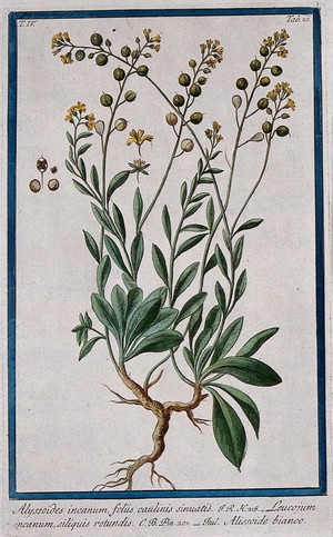 view Alyssum sinuatum: entire flowering and fruiting plant with separate segments of flower and fruit. Coloured etching by M. Bouchard, 177-.