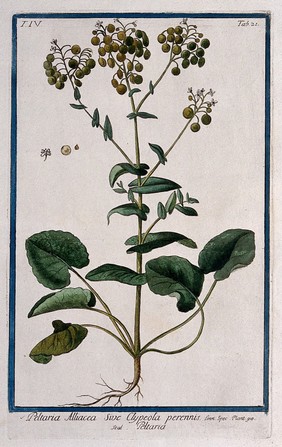 A species of the genus Peltaria: entire flowering and fruiting plant with separate flower, fruit and seed. Coloured etching by M. Bouchard, 177-.