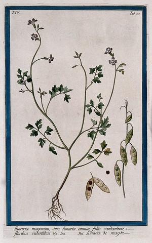 view A plant (Lunaria sp.): entire flowering plant with separate fruiting stem, opened fruit and seed. Coloured etching by M. Bouchard, 177-.