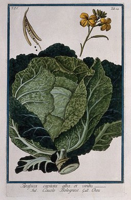 Cabbage (Brassica oleracea var. capitata L.): large leafy head with separate flowering stem, opened fruit and seeds. Coloured etching by M. Bouchard, 177-.