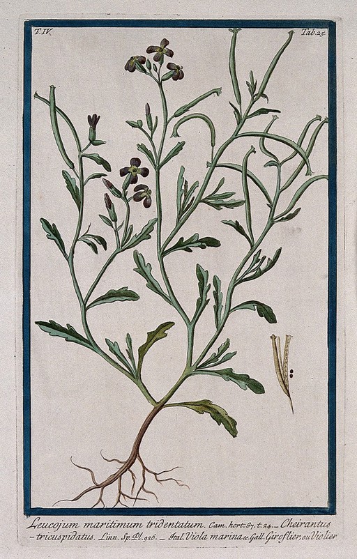 A plant (Cheiranthus tricuspidatum): entire flowering and fruiting plant with separate opened fruit and seeds. Coloured etching by M. Bouchard, 177-.