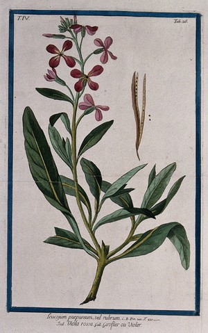 view A plant (Cheiranthus sp.): flowering stem with separate opened fruit and seeds. Coloured etching by M. Bouchard, 177-.