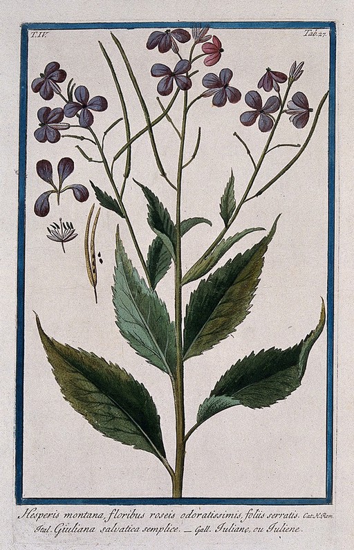 Damask (Hesperis matronalis L.): flowering and fruiting stem with separate floral segments, fruit and seeds. Coloured etching by M. Bouchard, 177-.