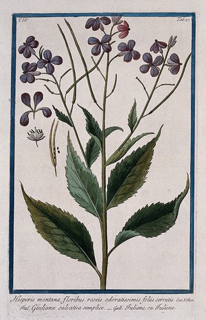 view Damask (Hesperis matronalis L.): flowering and fruiting stem with separate floral segments, fruit and seeds. Coloured etching by M. Bouchard, 177-.