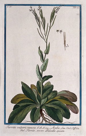 view Rock or wall cress (Arabis thaliana): entire flowering plant with separate floral segments, opened fruit and seeds. Coloured etching by M. Bouchard, 177-.