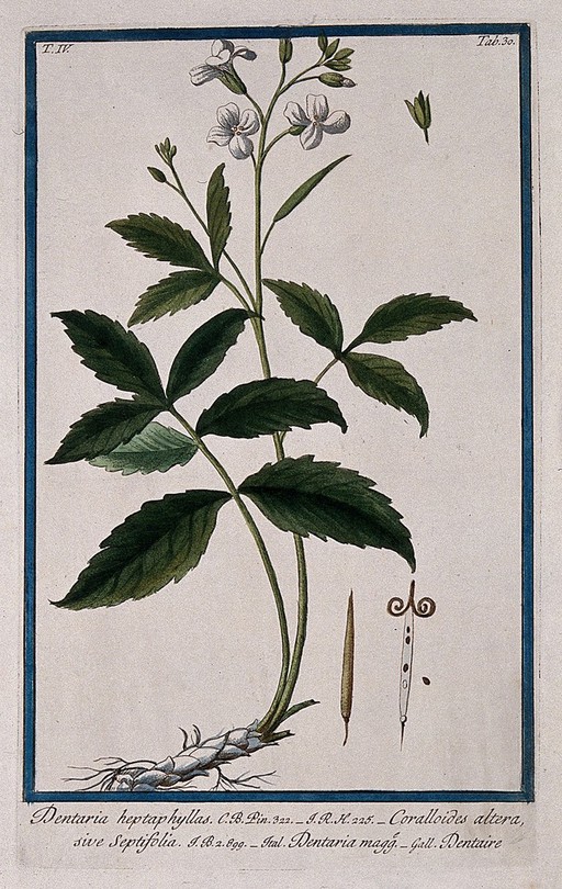 Dentaria bulbifera L.: entire flowering and fruiting plant with separate calyx, fruit and seeds. Coloured etching by M. Bouchard, 177-.