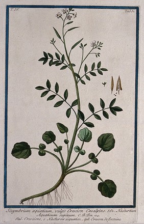 Watercress (Nasturtium officinale R.Br.): entire flowering and fruiting plant with separate calyx, fruit and seeds. Coloured etching by M. Bouchard, 177-.