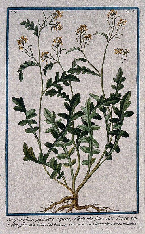 A plant (Sisymbrium sylvestre): entire flowering and fruiting plant with separate floral sections, fruit and seeds. Coloured etching by M. Bouchard, 177-.