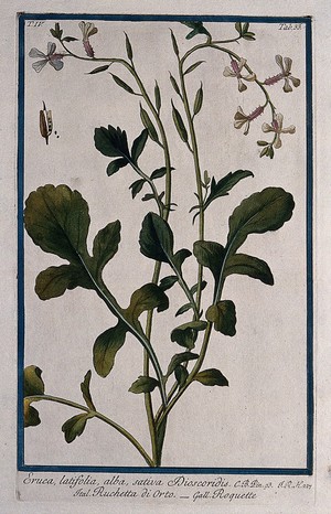 view Garden rocket (Eruca vesicaria (L.) Cav. subsp. sativa (Miller) Thell.): flowering and fruiting stem with separate fruit and seeds. Coloured etching by M. Bouchard, 177-.