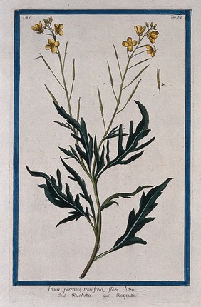 Sisymbrium tenuifolia: flowering stem with separate pod and seeds. Coloured etching by M. Bouchard, 177-.