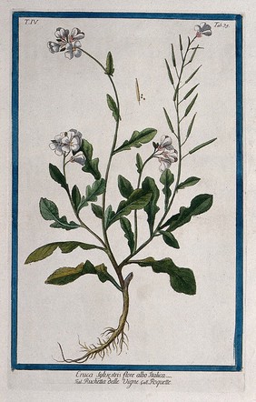 A plant (Sisymbrium sp.): entire flowering and fruiting plant with separate fruit and seeds. Coloured etching by M. Bouchard, 177-.