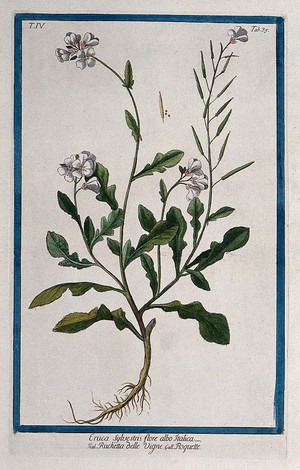 view A plant (Sisymbrium sp.): entire flowering and fruiting plant with separate fruit and seeds. Coloured etching by M. Bouchard, 177-.