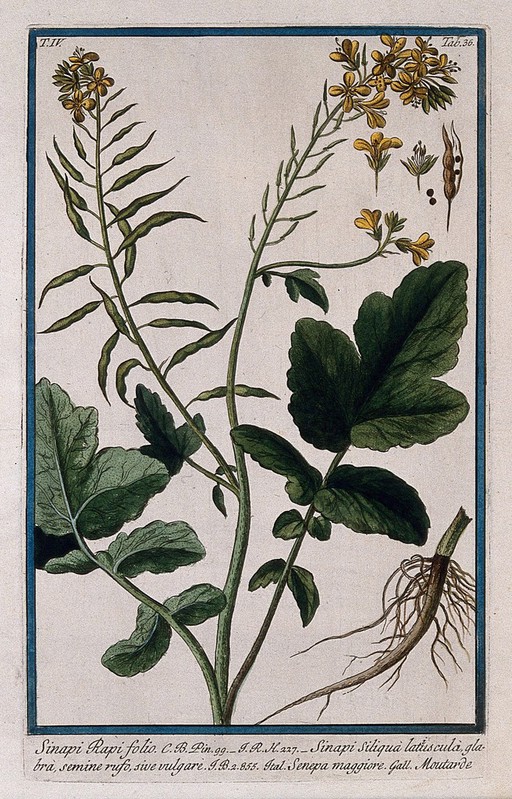 Yellow mustard (Sinapis alba L.): flowering and fruiting stem with separate root, floral segments, fruit and seeds. Coloured etching by M. Bouchard, 177-.
