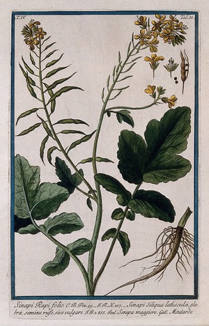 view Yellow mustard (Sinapis alba L.): flowering and fruiting stem with separate root, floral segments, fruit and seeds. Coloured etching by M. Bouchard, 177-.