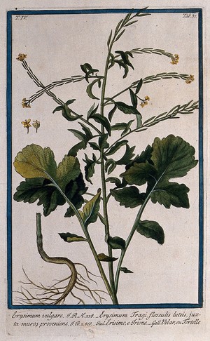 view Erysimum vulgare: flowering stem with separate root and floral segments. Coloured etching by M. Bouchard, 177-.