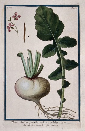 Turnip or sarson (Brassica rapa L.): root, leaf, flowers, fruit and seeds. Coloured etching by M. Bouchard, 177-.
