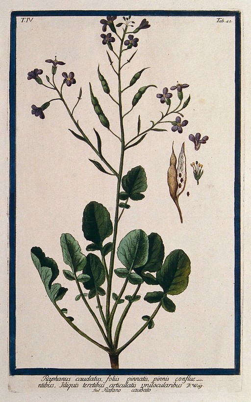 Radish (Raphanus caudatus): flowering and fruiting stem with separate floral segments, fruit and seed. Coloured etching by M. Bouchard, 177-.