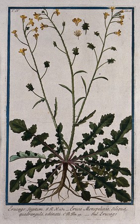 Bunias erucago L.: entire flowering and fruiting plant with separate floral segments and fruit. Coloured etching by M. Bouchard, 177-.