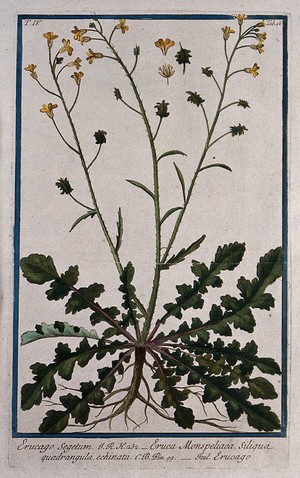 view Bunias erucago L.: entire flowering and fruiting plant with separate floral segments and fruit. Coloured etching by M. Bouchard, 177-.