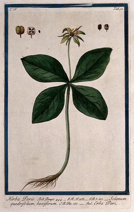 Water milfoil (Myriophyllum spicatum): flowering stems rising from water with separate infloresence. Coloured etching by M. Bouchard, 177-.