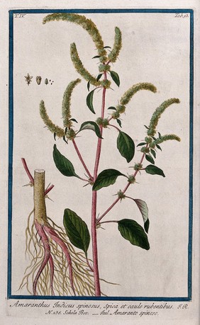 Amaranthus spinosus L.: flowering stem with separate root and floral segments. Coloured etching by M. Bouchard, 177-.