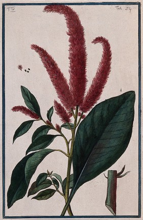 A species of the genus Amaranthus: flowering stem with separate part of stem, leaf, fruit and seeds. Coloured etching by M. Bouchard, 177-.