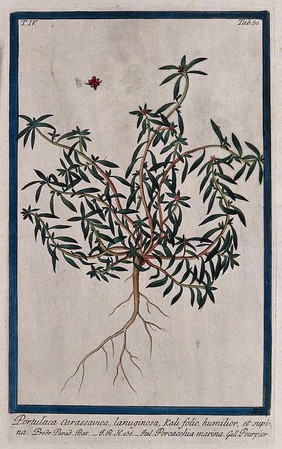 A plant (Portulaca curassavica): entire flowering plant with separate flower and seeds. Coloured etching by M. Bouchard, 177-.