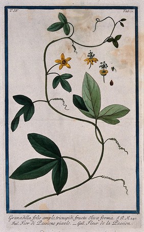 Granadilla or passion flower (Passiflora quadrangularis L.): flowering stem with separate floral segments. Coloured etching by M. Bouchard, 177-.