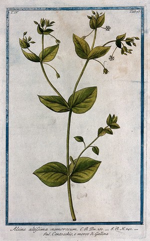 view Stitchwort, chickweed or starwort (Stellaria nemorum): flowering and fruiting stem. Coloured etching by M. Bouchard, 177-.